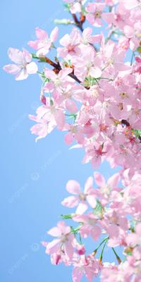 вертикальная фотография картина розовая весна цветущая вишня телефон обои  Фон И картинка для бесплатной загрузки - Pngtree