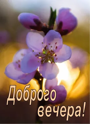 Добрый вечер Весна (Много фото) - treepics.ru