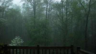 File:Летний дождь в лесу. Summer rain in the forest. - panoramio.jpg -  Wikimedia Commons