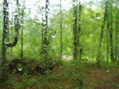 Картина Дождь в дубовом лесу ᐉ Иванов Александр ᐉ онлайн-галерея Molbert.