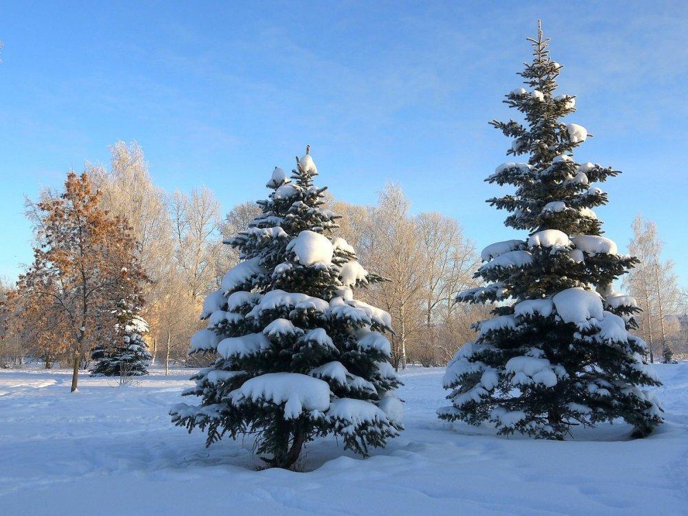 Картинки елки зима снег (68 фото) » Картинки и статусы про окружающий мир  вокруг