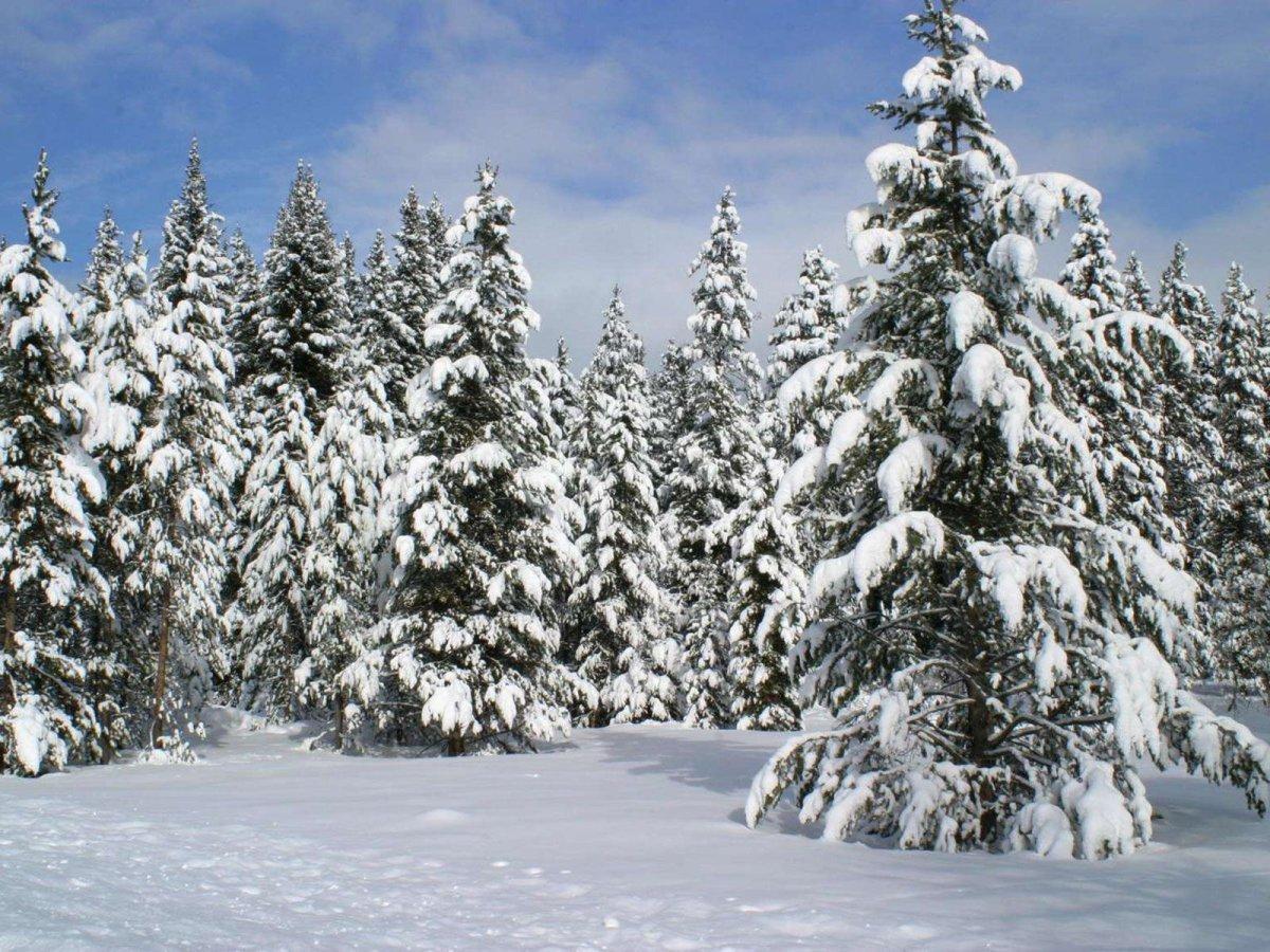 Маленькая елочка в лесу зимой (74 фото) - 74 фото