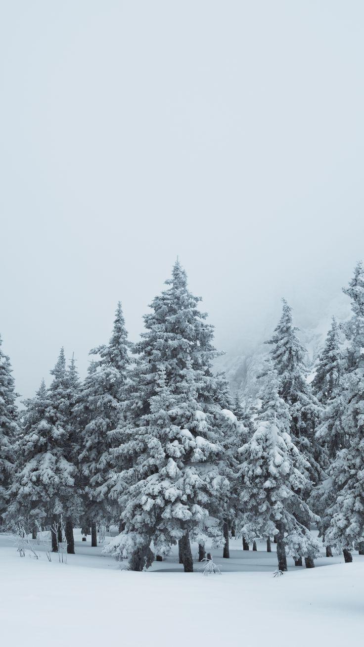 Обои Зима, елки, лес, снег, ели на рабочий стол