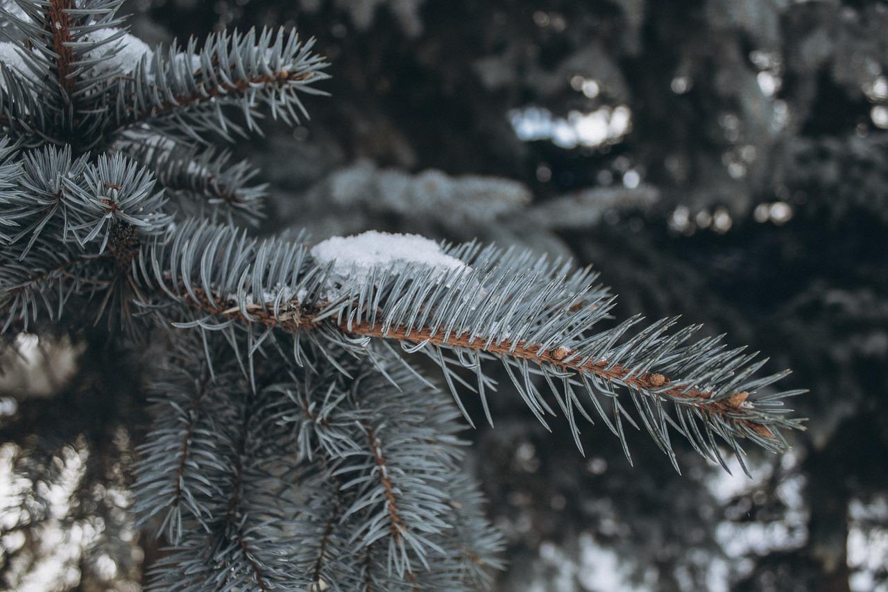 Фото Германия Hesse ели зимние Природа снегу деревьев