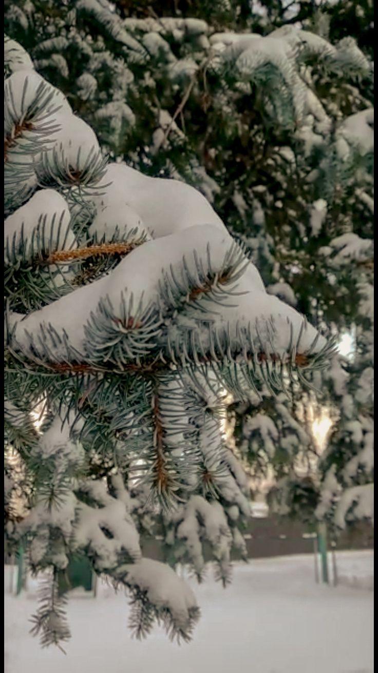 Фото ели Зима Природа Снег Деревья сезон года