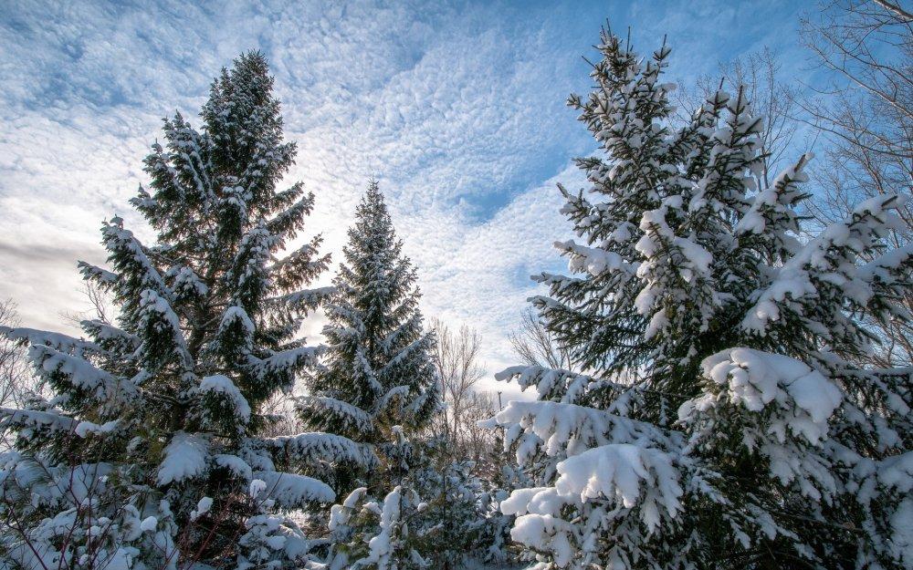 Картинки Новый год ели Зима Природа Новогодняя ёлка Снег 2560x1920