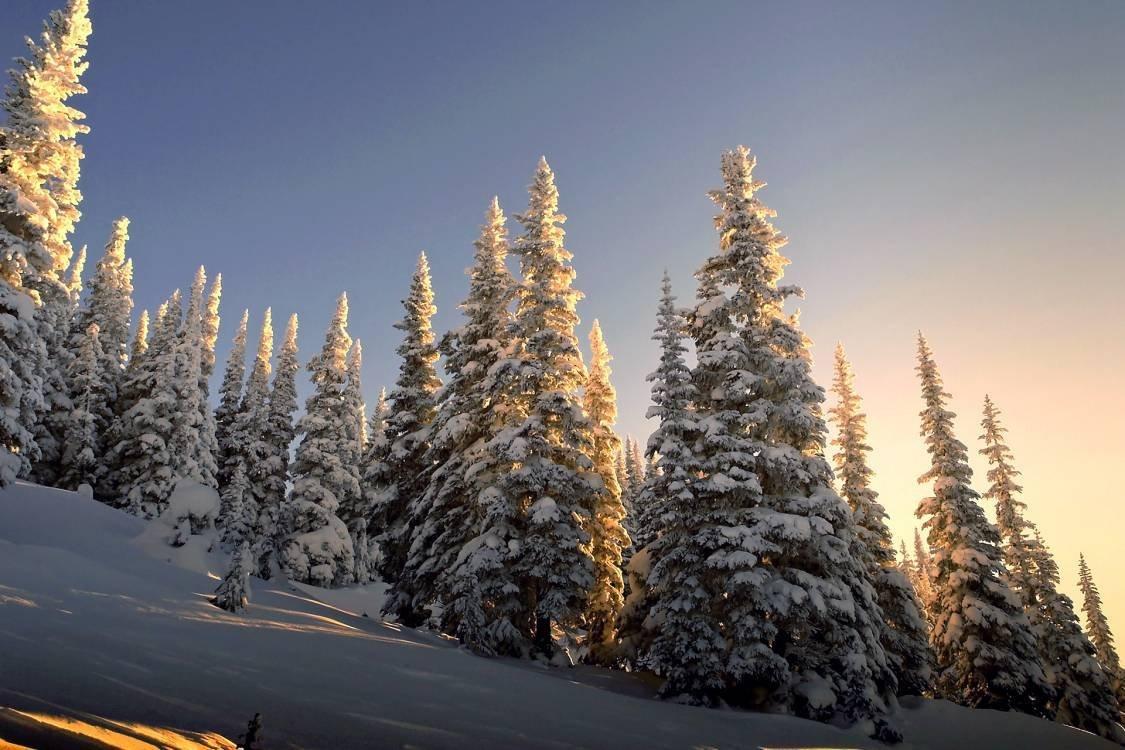 Фотографии Россия Сибирь Ель Зима Природа Леса Снег Ветки деревьев