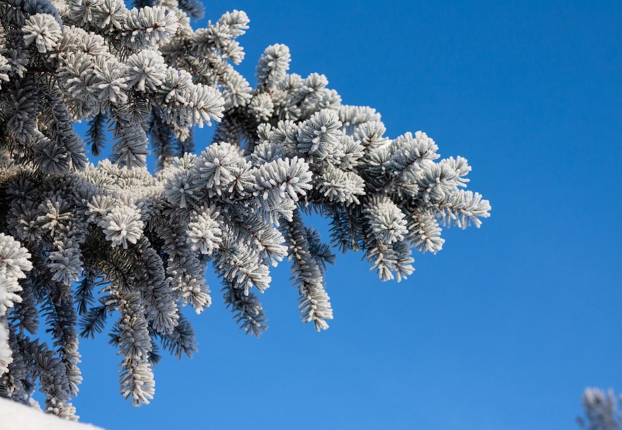 Фотография ели Зима Природа парк Небо снеге Пейзаж дерево