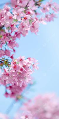 Красочные весенние обои природы, весна, красочная природа, весенние обои  фон картинки и Фото для бесплатной загрузки