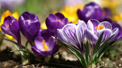 Весна картинки Изображения – скачать бесплатно на Freepik