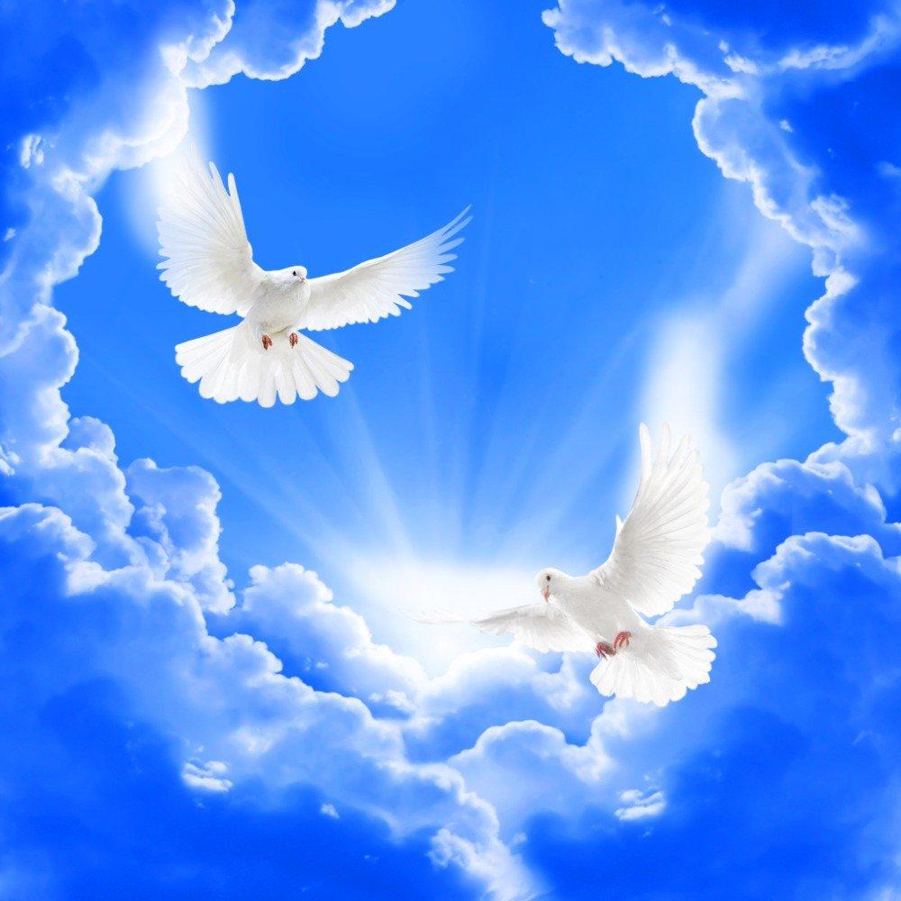 Картинки голуби в небе красивые (54 фото) » Картинки и статусы про  окружающий мир вокруг