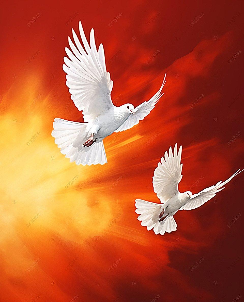 Белый Голубь Летающих В Небе — стоковые фотографии и другие картинки Голубь  - птица - Голубь - птица, Символы мира, Птица - iStock