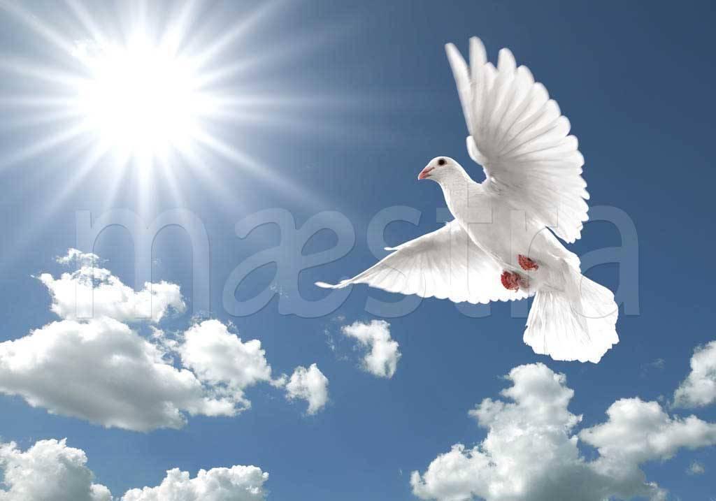 Фотообои Летящий голубь в небе купить в Оренбурге, Арт. 9-400 в  интернет-магазине, цены в Мастерфресок