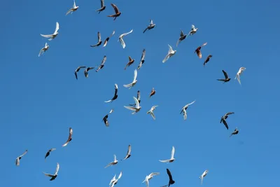 Птицы Голуби Небо - Бесплатное фото на Pixabay - Pixabay