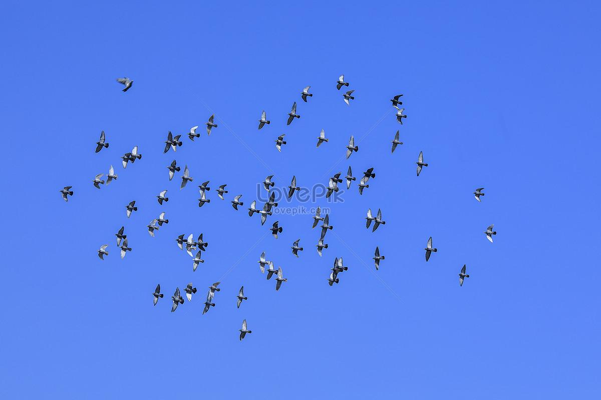 Картинки голуби парящие в небе (67 фото) » Картинки и статусы про  окружающий мир вокруг