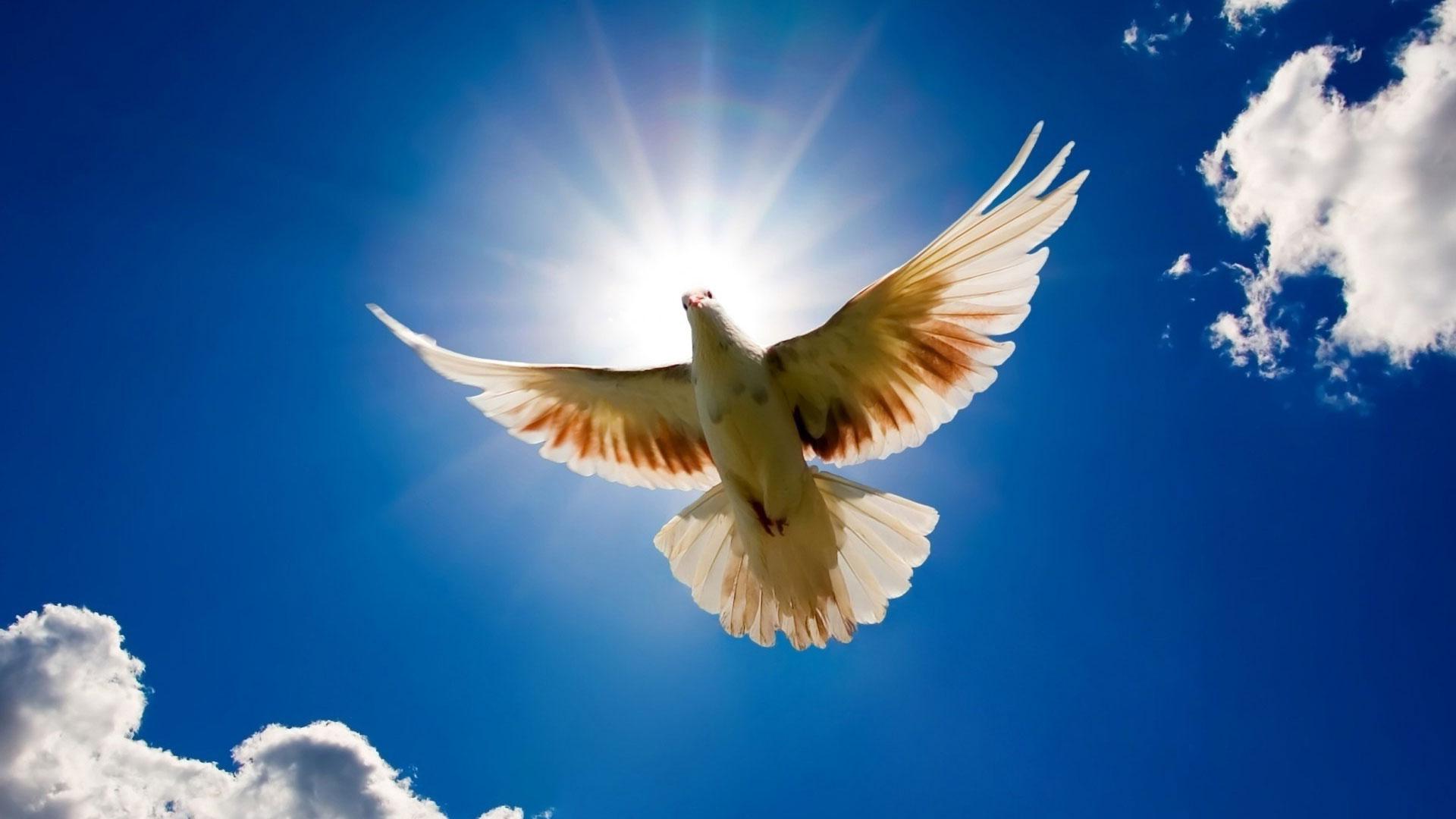 Картинки голуби в небе - 66 фото