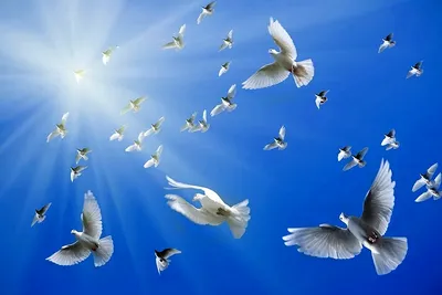 белый голубь летит в небе, png | PNGWing