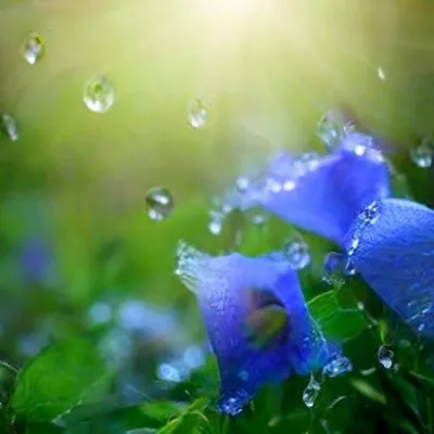 Капли дождя падают на цветы,голубые…» — создано в Шедевруме