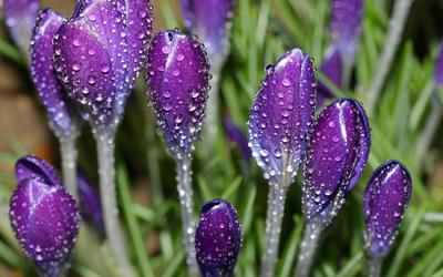 Фотографии Дождь Цветы ромашка капельки Вода вблизи 3840x2400