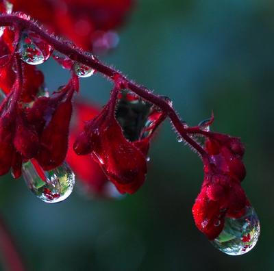 Картинка Капли весеннего дождя на цветах » Весна » Природа » Картинки 24 -  скачать картинки бесплатно