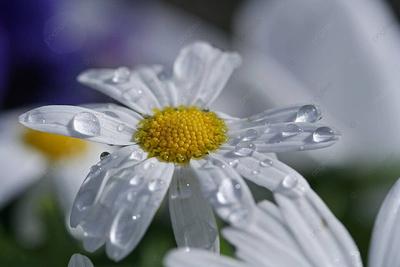 Капли дождя на цветах и листьях. :: Anna Gornostayeva – Социальная сеть  ФотоКто