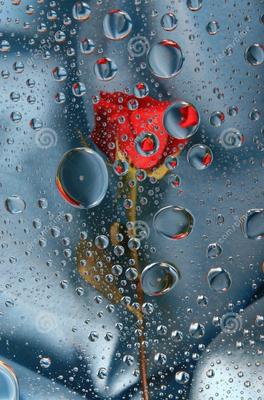 Как красиво сфотографировать капли воды на цветах? — Павел Богданов