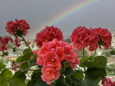 Капли дождя на цветах — НЕМЦОВ МОСТ