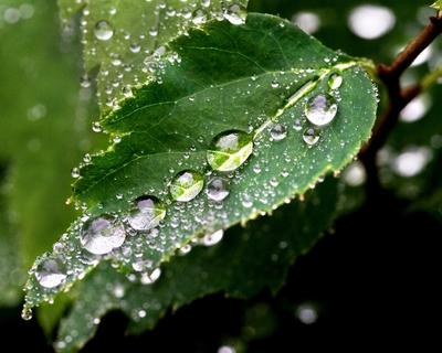 Капли Дождя Дождь Вода - Бесплатное фото на Pixabay - Pixabay