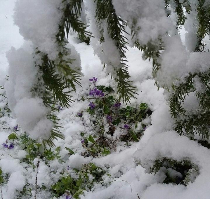 Конец зимы природа (69 фото) »