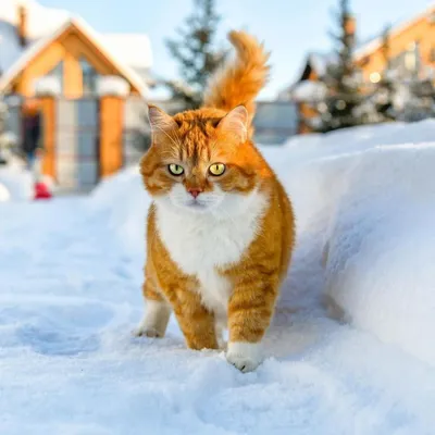 Картинки кошки зимой фотографии