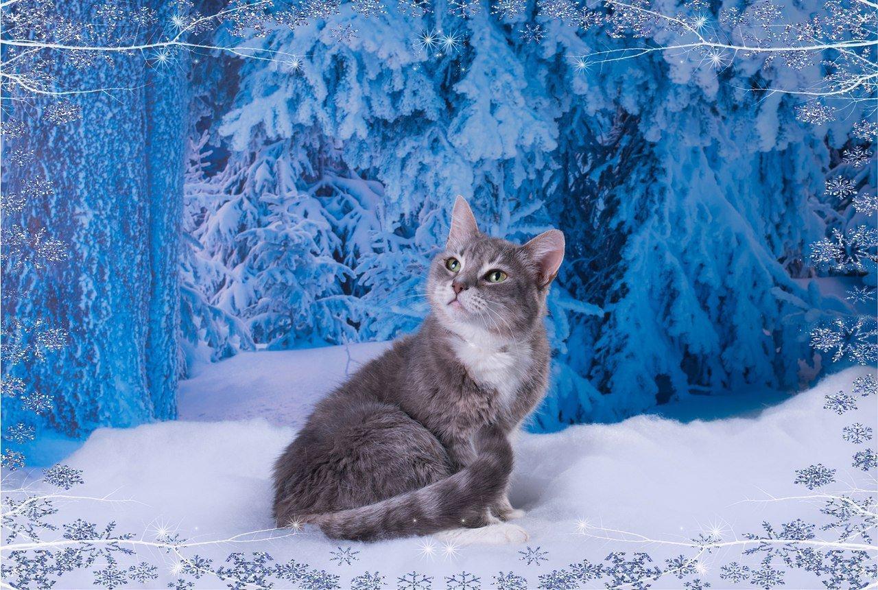 Молодая кошка зимой на снегу, солнечный день Стоковое Фото - изображение  насчитывающей портрет, смотреть: 164345364