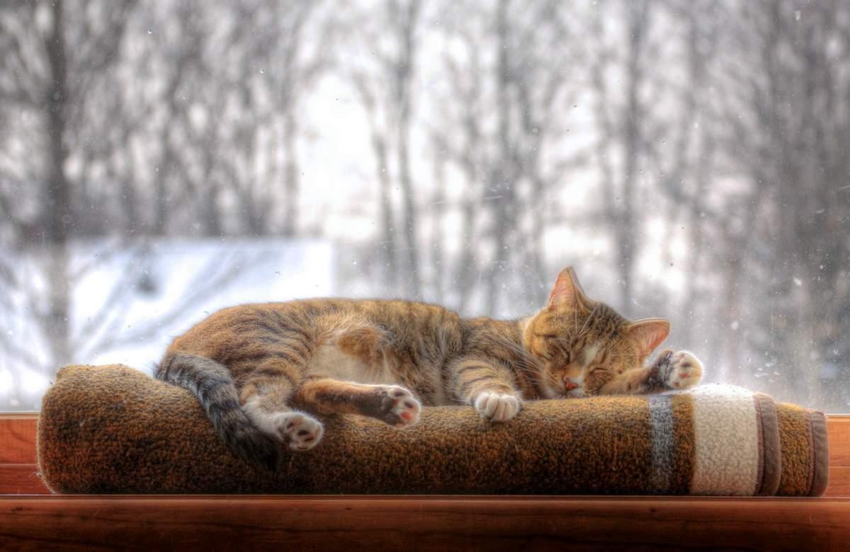 Кошки На Природе Зимой — стоковые фотографии и другие картинки Без людей -  Без людей, Белый, Вертикальный - iStock