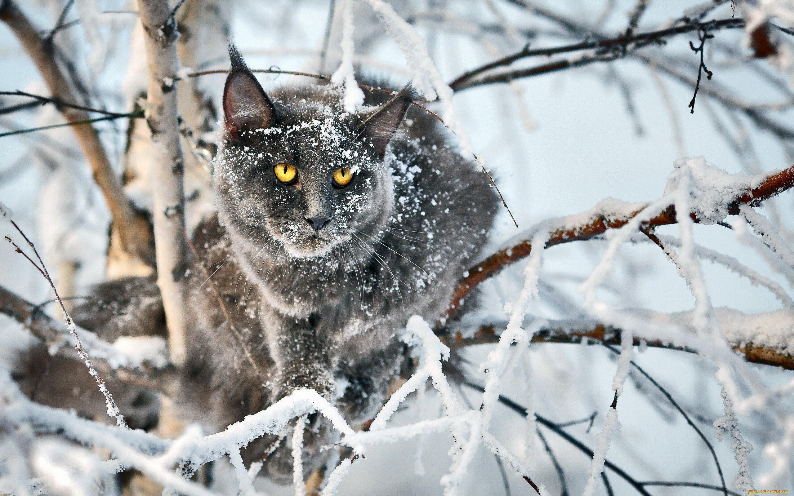 Маленький Красный Котенок Зимой Сидит Глубоком Снегу Лицо Кошки Покрыто  стоковое фото ©vvvita 482859000