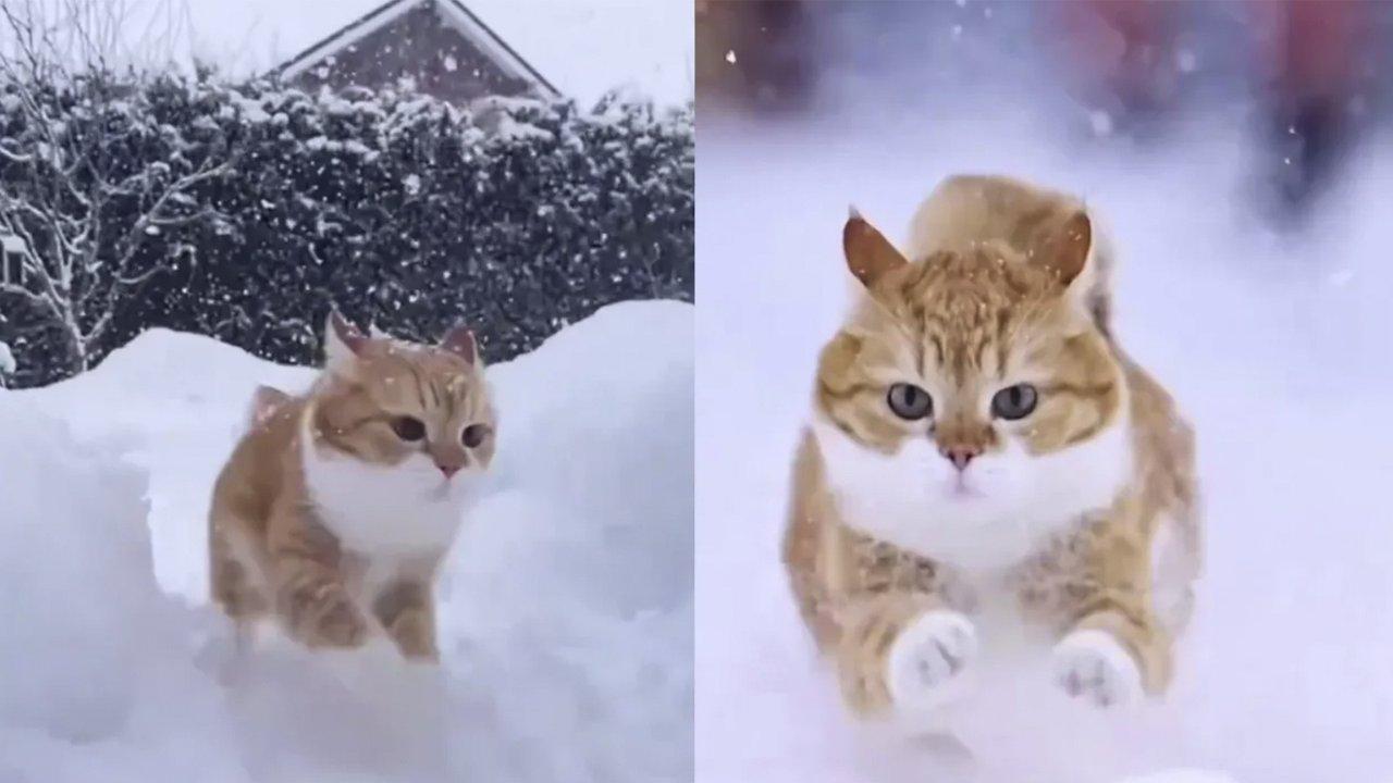 Обои кошки, зима, снег на рабочий стол