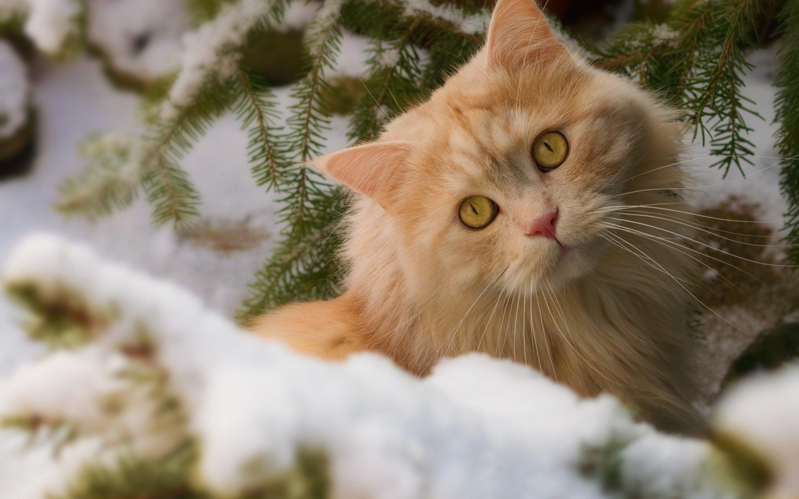 Кошка зимой» — создано в Шедевруме