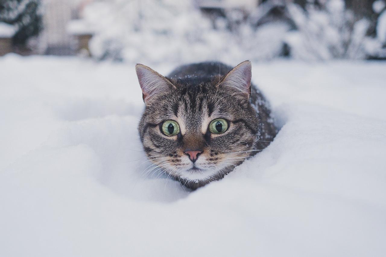 Кошка зимой: уход, кормление, лечение | Блог зоомагазина Zootovary.com