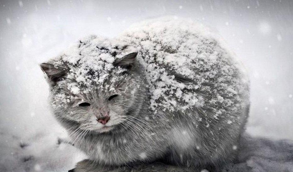 кошка зимой Stock Photo | Adobe Stock