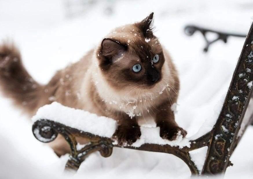 В соцсетях нашли кота, который обожает зиму — и это не выдумка - Питомцы  Mail.ru