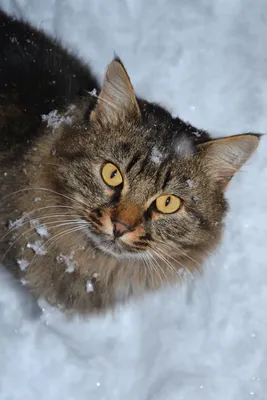 Кошки - выживание зимой. | Пикабу