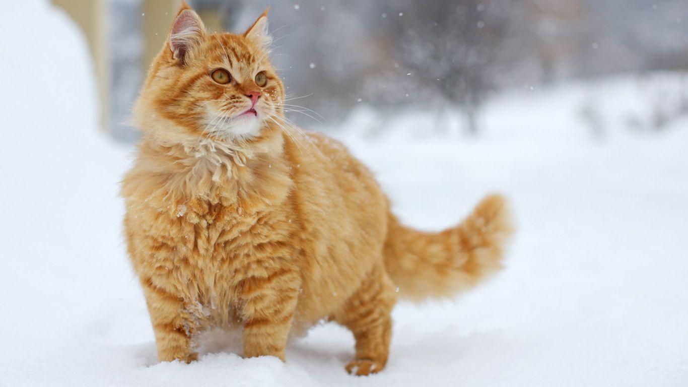 Котик зимой, снег, снежинки, нежность…» — создано в Шедевруме