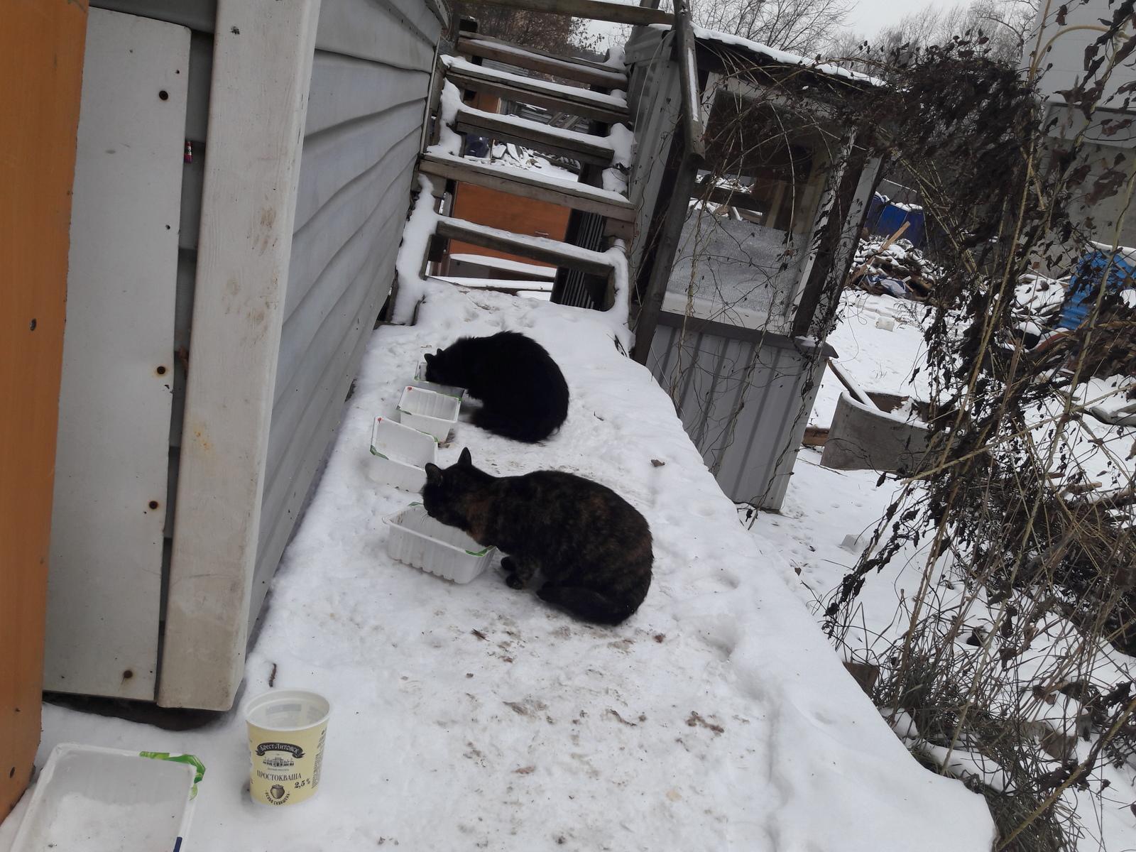 Зимняя фотография кота: выбор размера изображения | Кот зимой Фото №804087  скачать