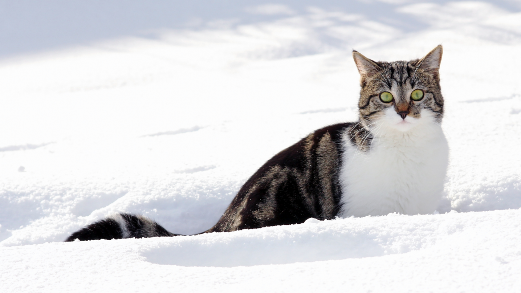 Полосатый кот гуляет на улице зимой…» — создано в Шедевруме
