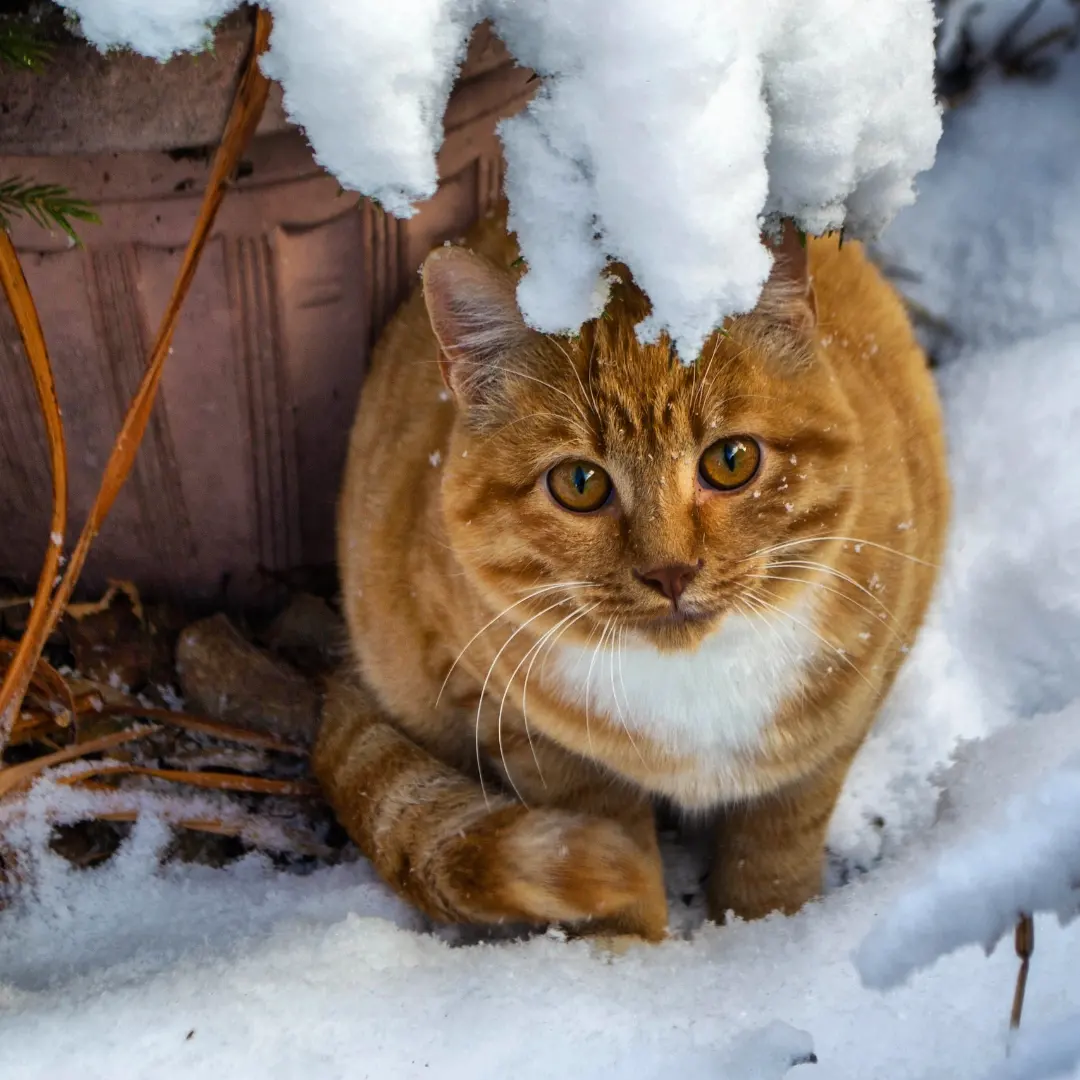 Многоцветная мама кота с котенком вместе. Животные на земле. Зимой холодно.  Кошки и котенок выглядят Stra Стоковое Изображение - изображение  насчитывающей молоко, отечественно: 173498365