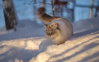 Фото кошек зимой. ТОП фото 43 шт. | Про домашних животных | Дзен