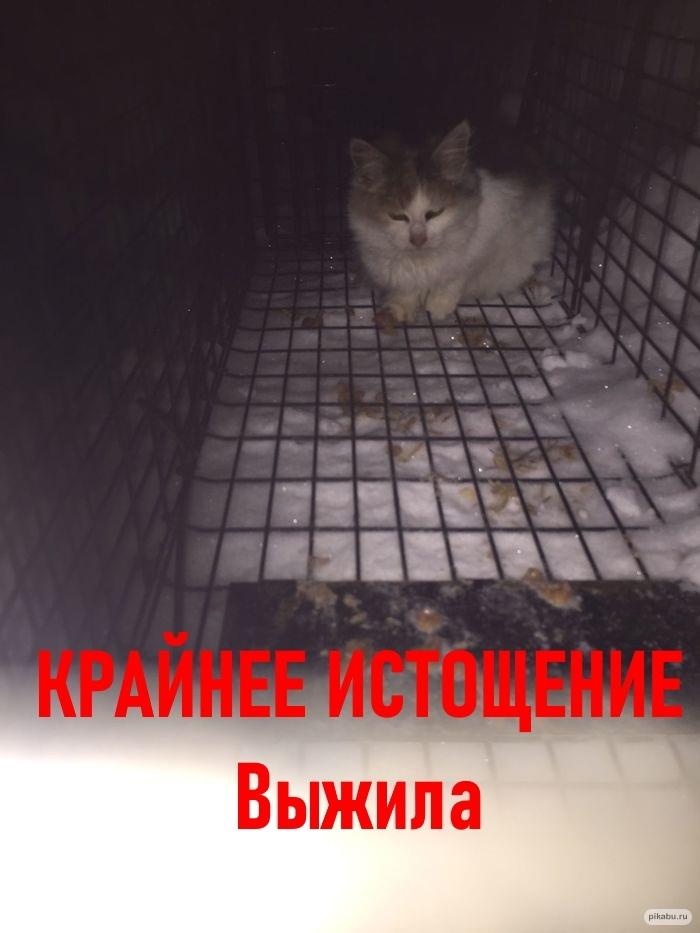 Картина \"Три котенка зимой\", 32х23см kasyanovart 6918479 купить за 537 ₽ в  интернет-магазине Wildberries