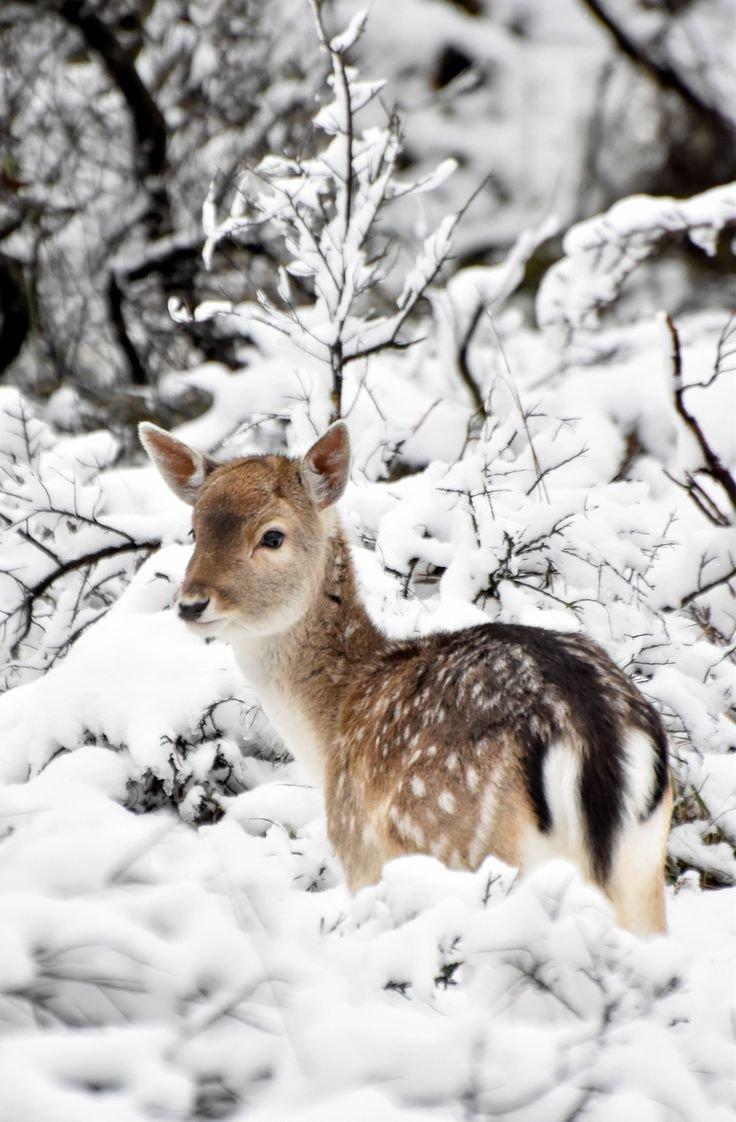 Как живут лесные звери зимой | Чудесные Странички