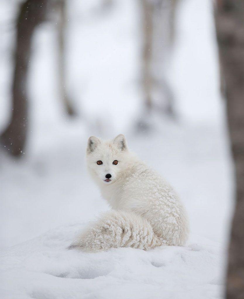 Очаровательные лисы зимой | Arctic animals, Animals, Animals beautiful