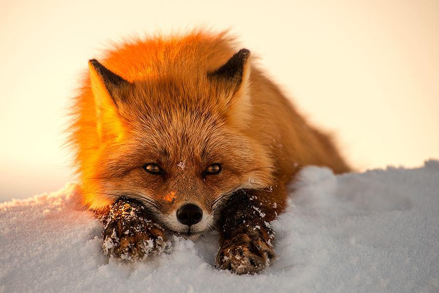 Лисы, снег... 12 фотографий о волшебстве зимы — Российское фото