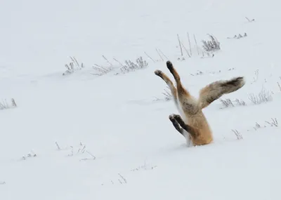 Лиса зимой.fox in winter - YouTube