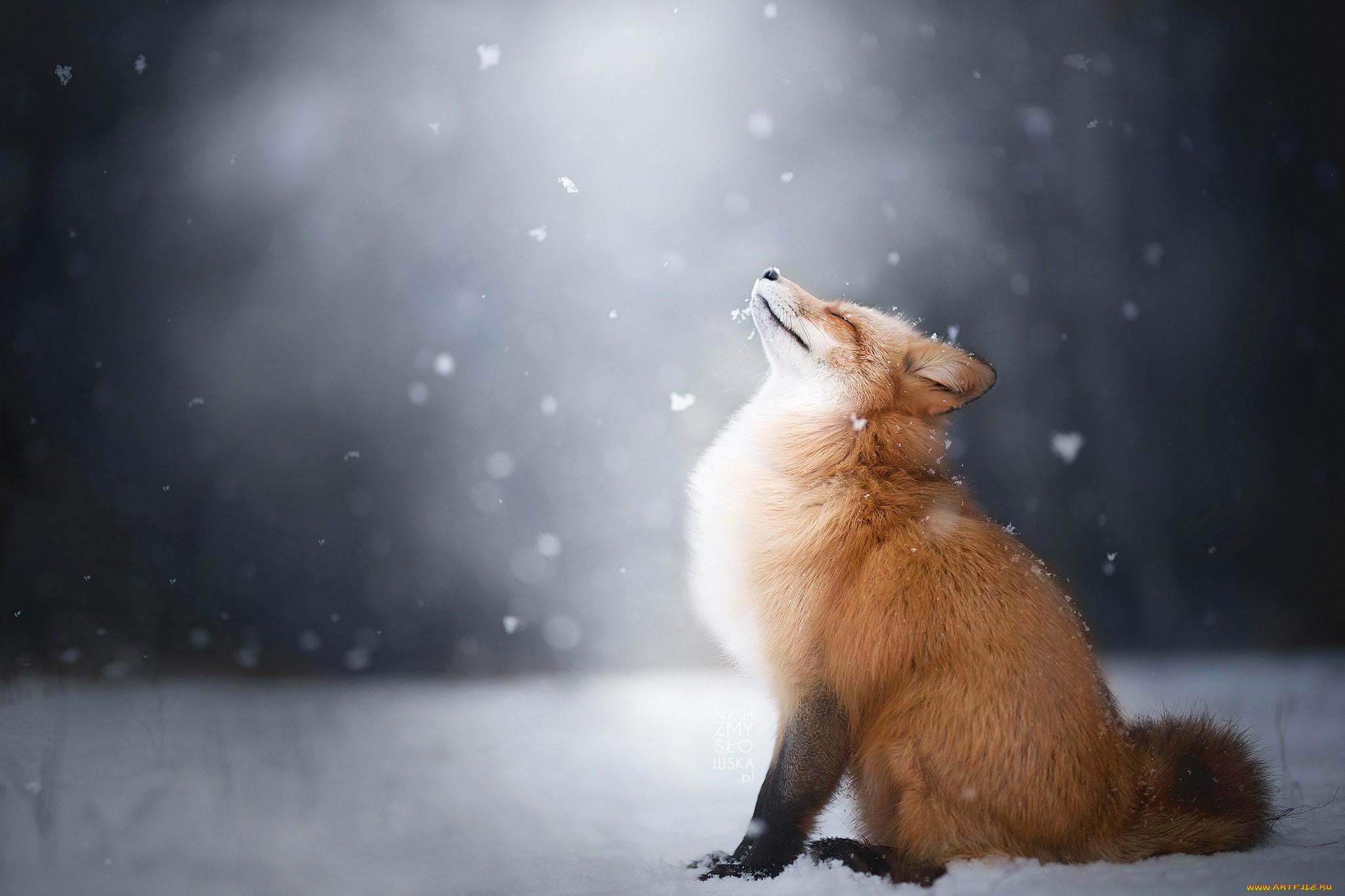 Как зависит успешность охоты лис зимой от направления нырка в снег? — Музей  фактов